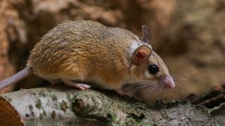 A brown spiny mouse standing on a log in front of a brown rock.