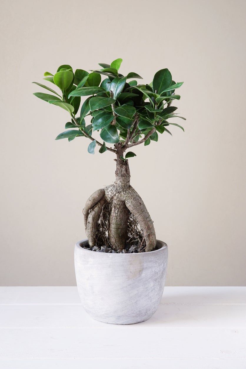 Ficus Ginseng Bonsai Tree