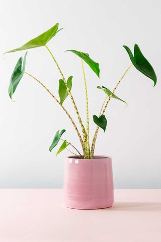 plants online