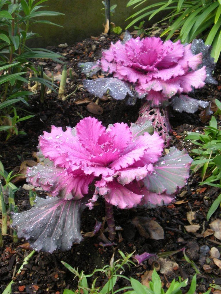 Kale In The Garden