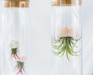 Air plants hanging from shells upside down in a clear, tall cylindrical pot