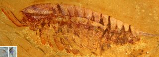 An adult form of the Cambrian arthropod, Leanchoilia illecebrosa. Researchers identified the new fossil as a juvenile of this species.