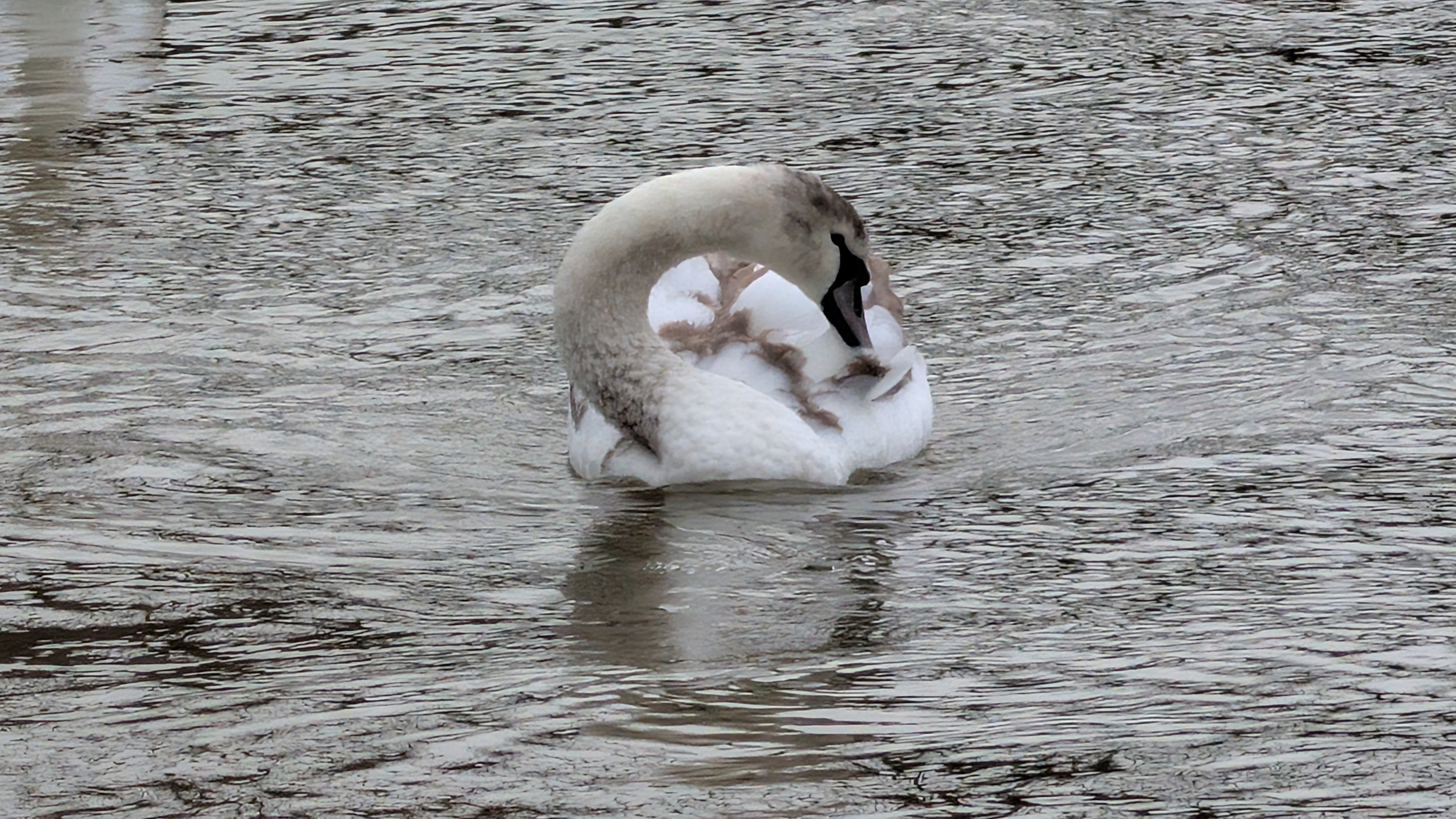 A photo of a bird taken on a Google Pixel 10 Pro XL