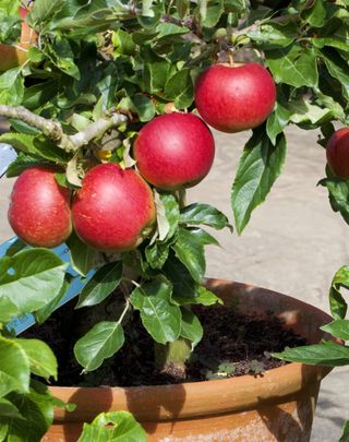 Small vegetable garden ideas shown by an apple tree in a terracotta pot.