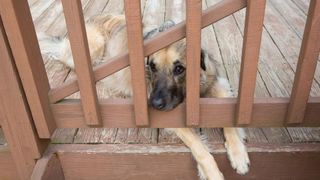 Dog sitting on the deck