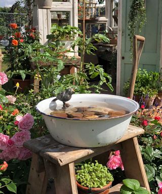 water bowl in the 'Down Memory Lane' garden by The Blue Diamond team