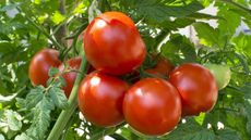 A cluster of ripe red tomatoes growing on the vine