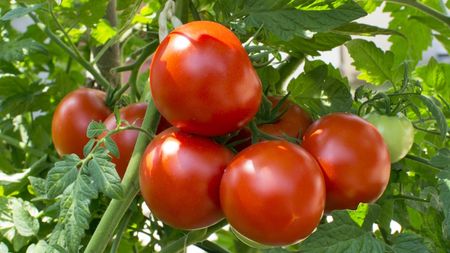 A cluster of ripe red tomatoes growing on the vine