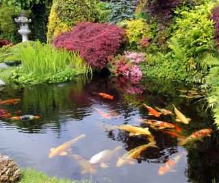 Garden pond with koi carp