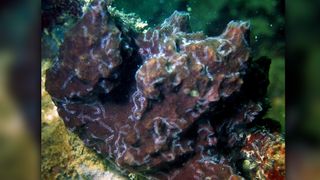 Several posterior ends of one specimen of the worm Ramisyllis multicaudata can be seen as white lines crawling on the surface of the host sponge (Petrosia).