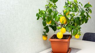 Potted lemon tree on a table