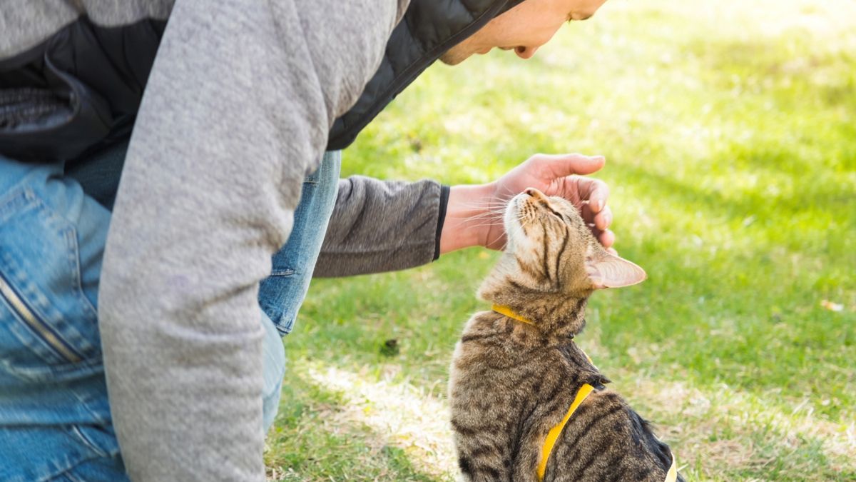 32 reasons to adopt a cat | PetsRadar