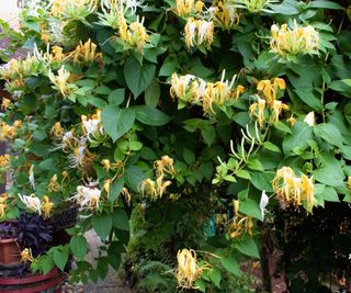 Japanese Honeysuckle with white and yellow flowers in a garden