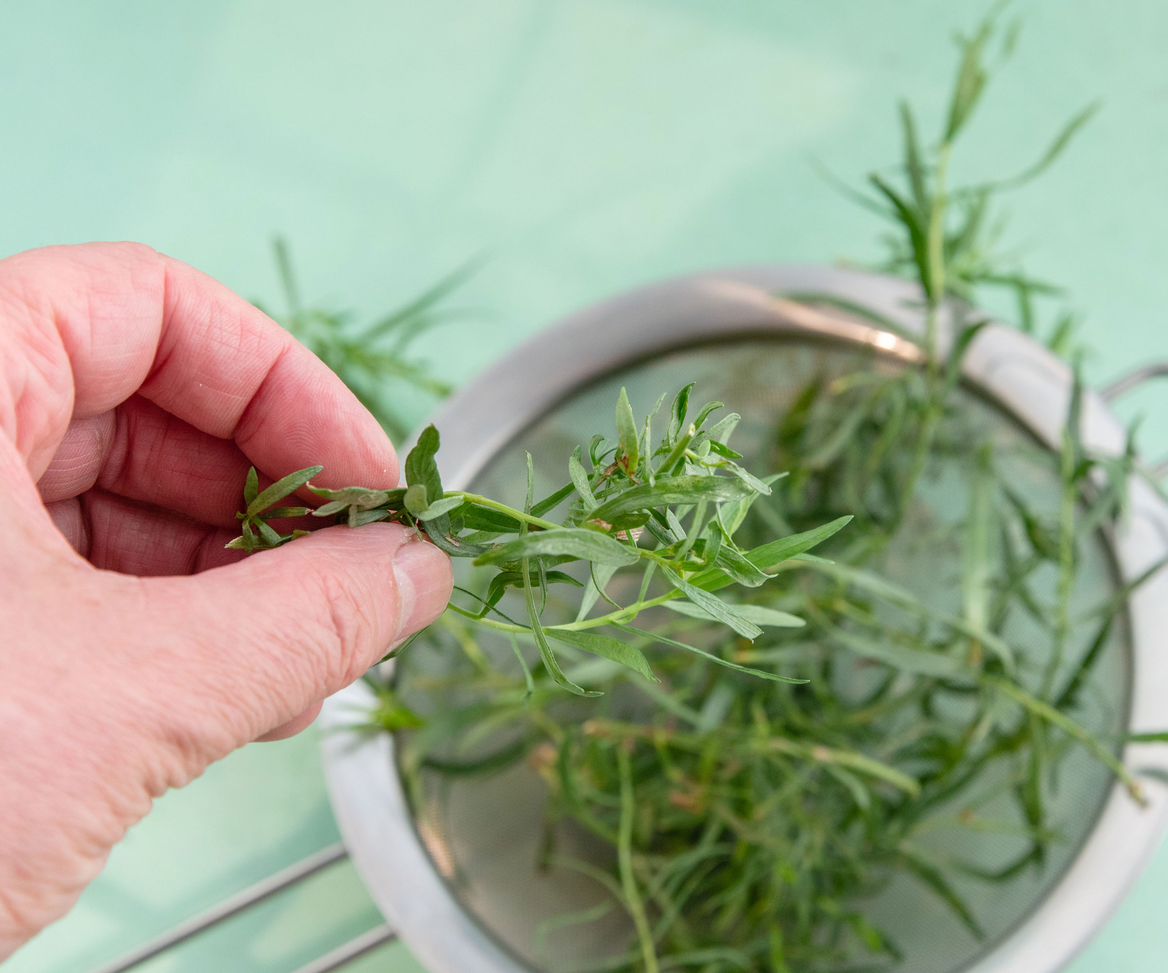 hands picking tarragon cuttings over strainer