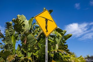 Cautionary symbol and sign announcing that surfer cross here.nn©2022 James David Phenicien All Rights Reserved