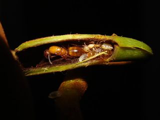 An ant queen of the species Camponotus schmitzi, living inside a swollen tendril at the base of the carnivorous pitcher plant Nepenthes bicalcarata.