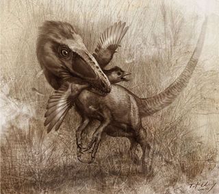 Illustration of dinosaur Sinocalliopteryx gigas,