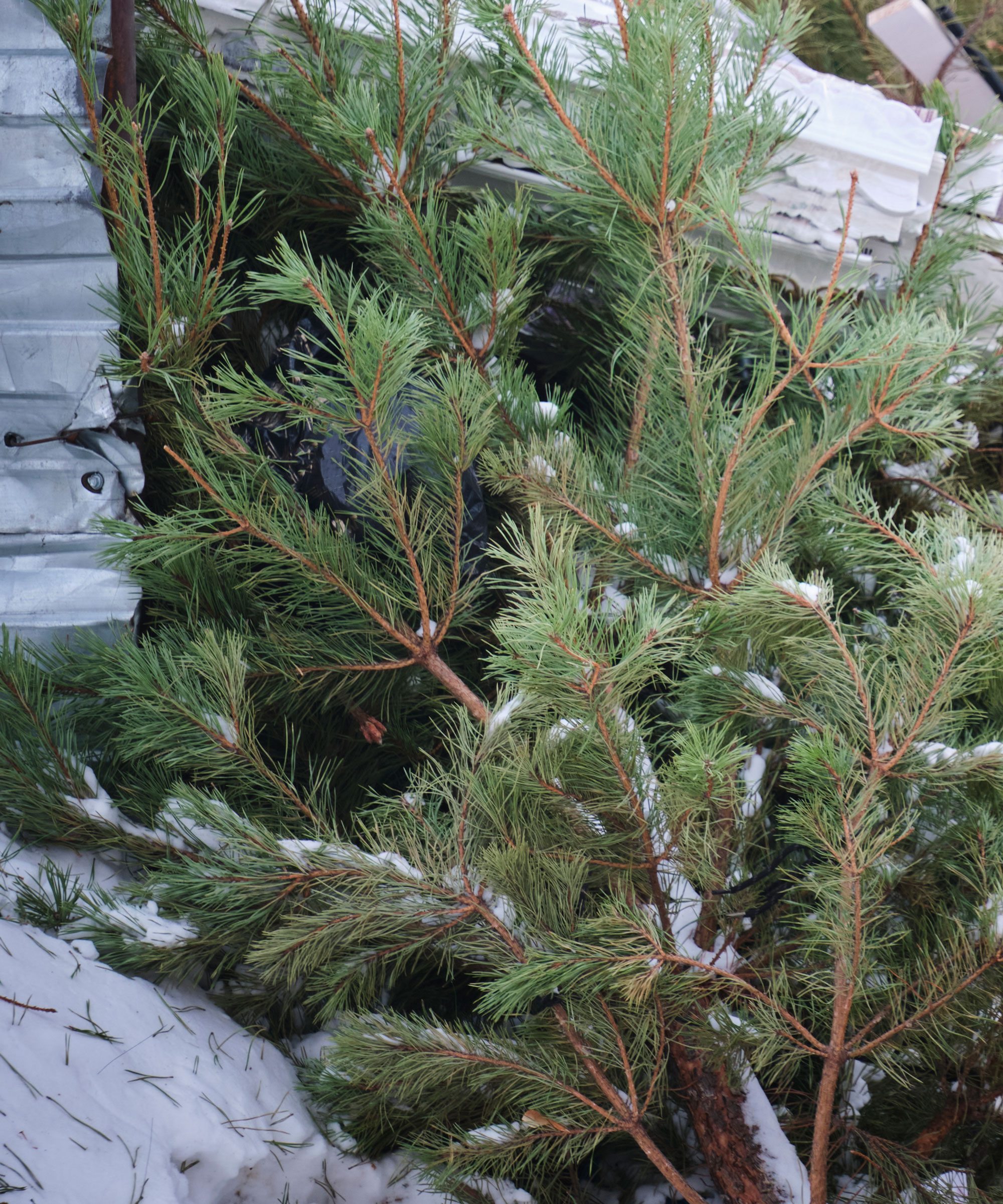 old christmas tree dumped in snowy garden