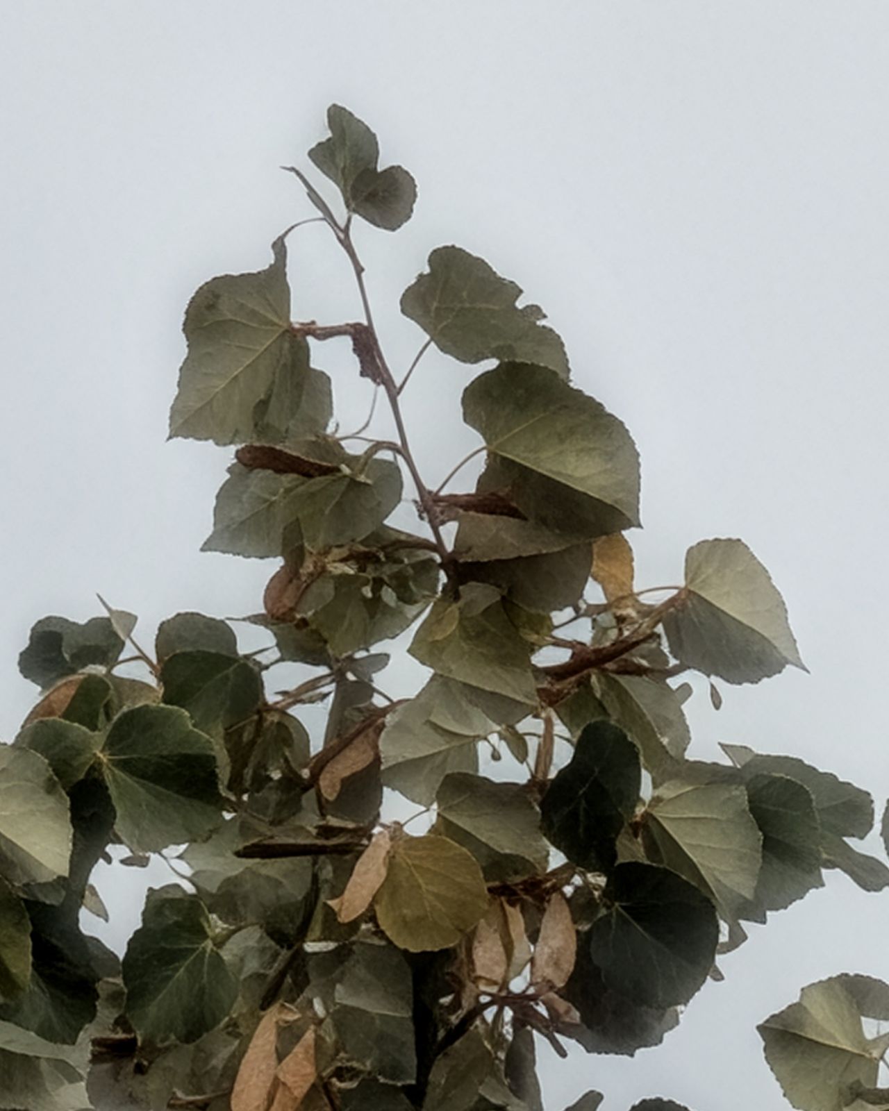 Google Pixel 11 Pro voorbeeldfoto