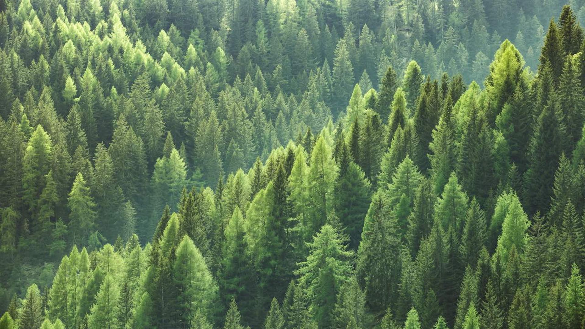 7 Top Lumber Stocks to Play Timber Mania Kiplinger