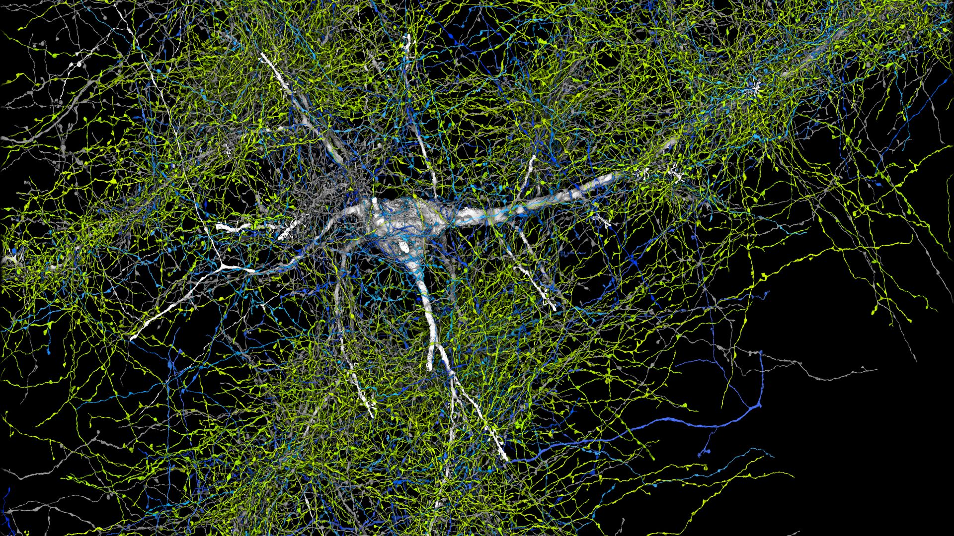 Digital image of a neuron shown in white connected to many greena and blue synapses surrounding it