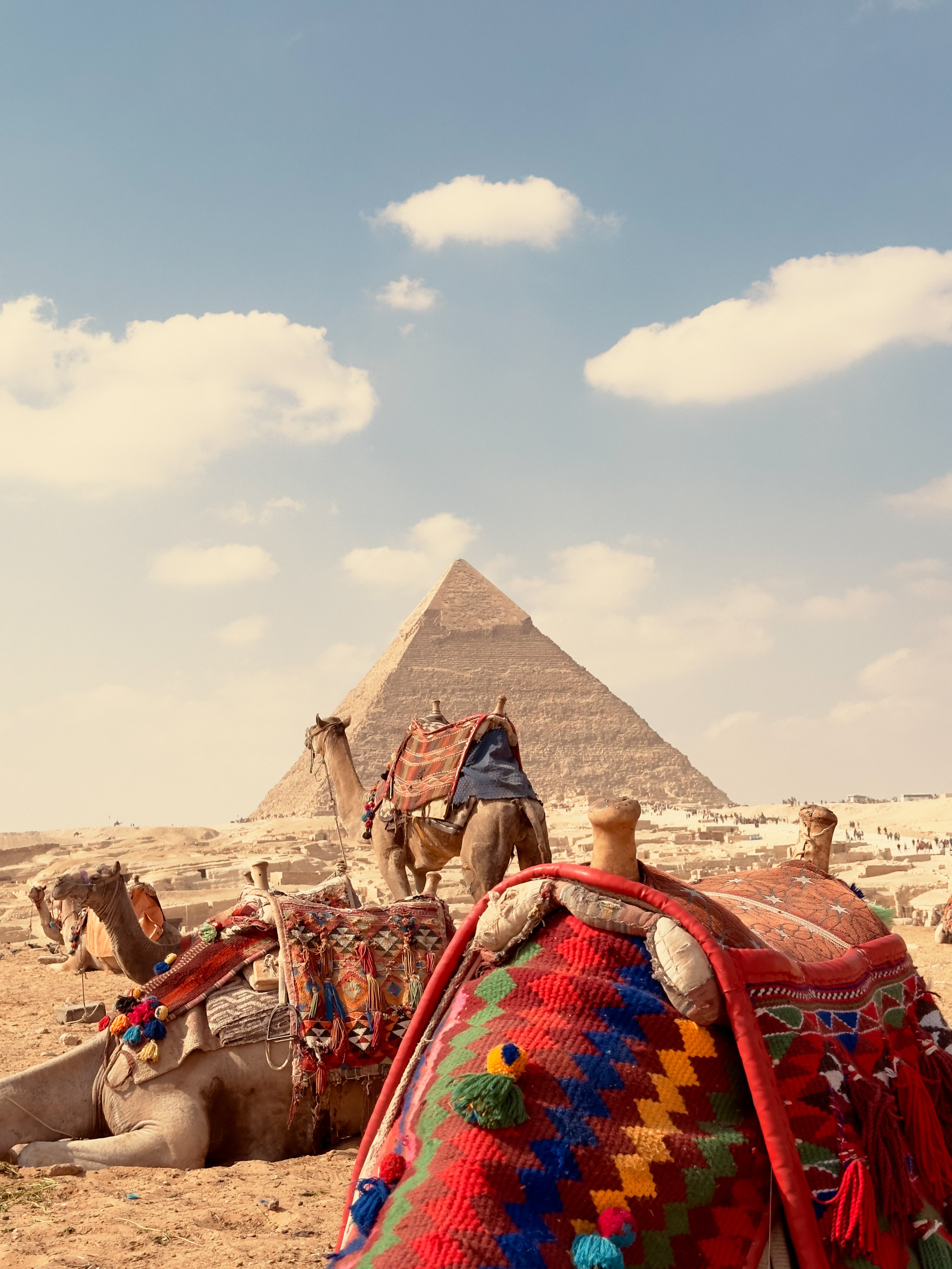 Big camels sitting down, dressed in colourful saddle blankets, in front of Giza Pyramids