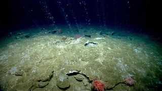 methane bubbles from seafloor