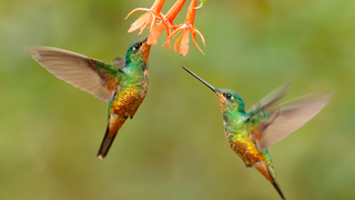 Hummingbirds feeding from tubular flowers