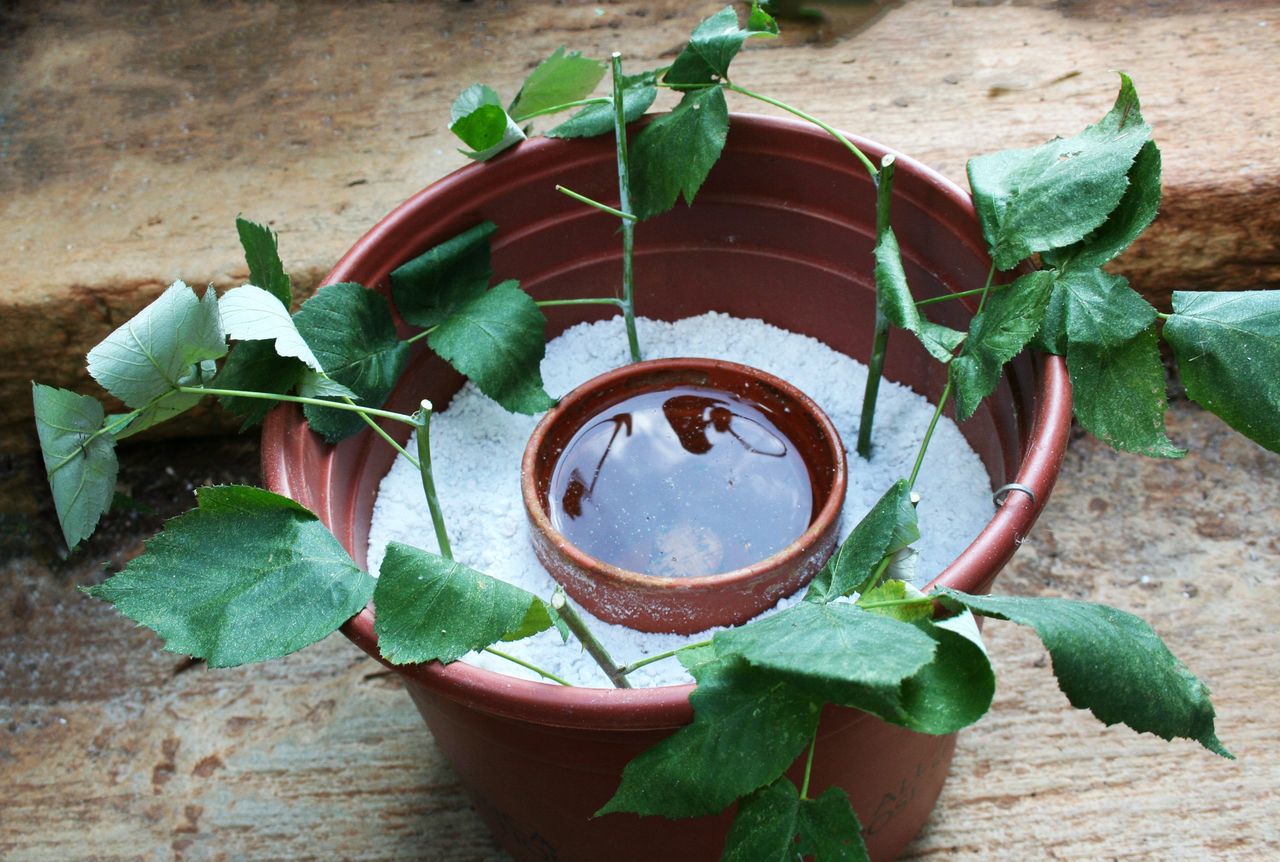 Raspberry Cuttings Planted In A Container