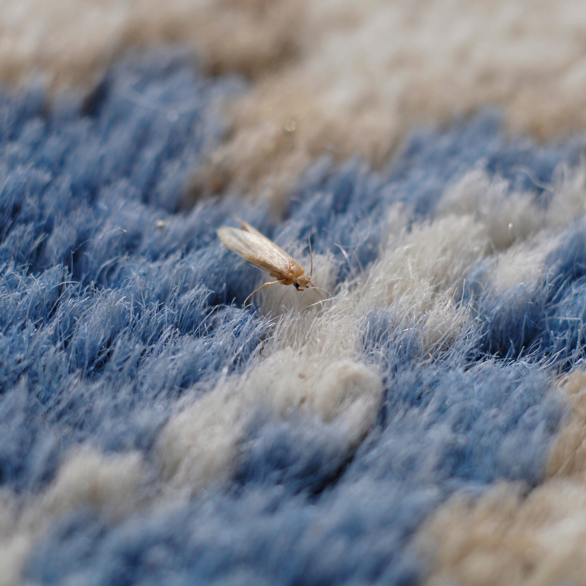 A carpet moth on a carpet.