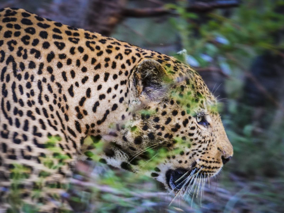 Focusing was incredibly snappy here, locking on to this leopard in fading light. Panasonic Lumix G9 with 200mm f/2.8 and 1/4x converter, 1/40 sec at f/5, ISO2000