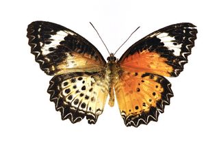 Leopard lacewing butterfly gynandromorph
