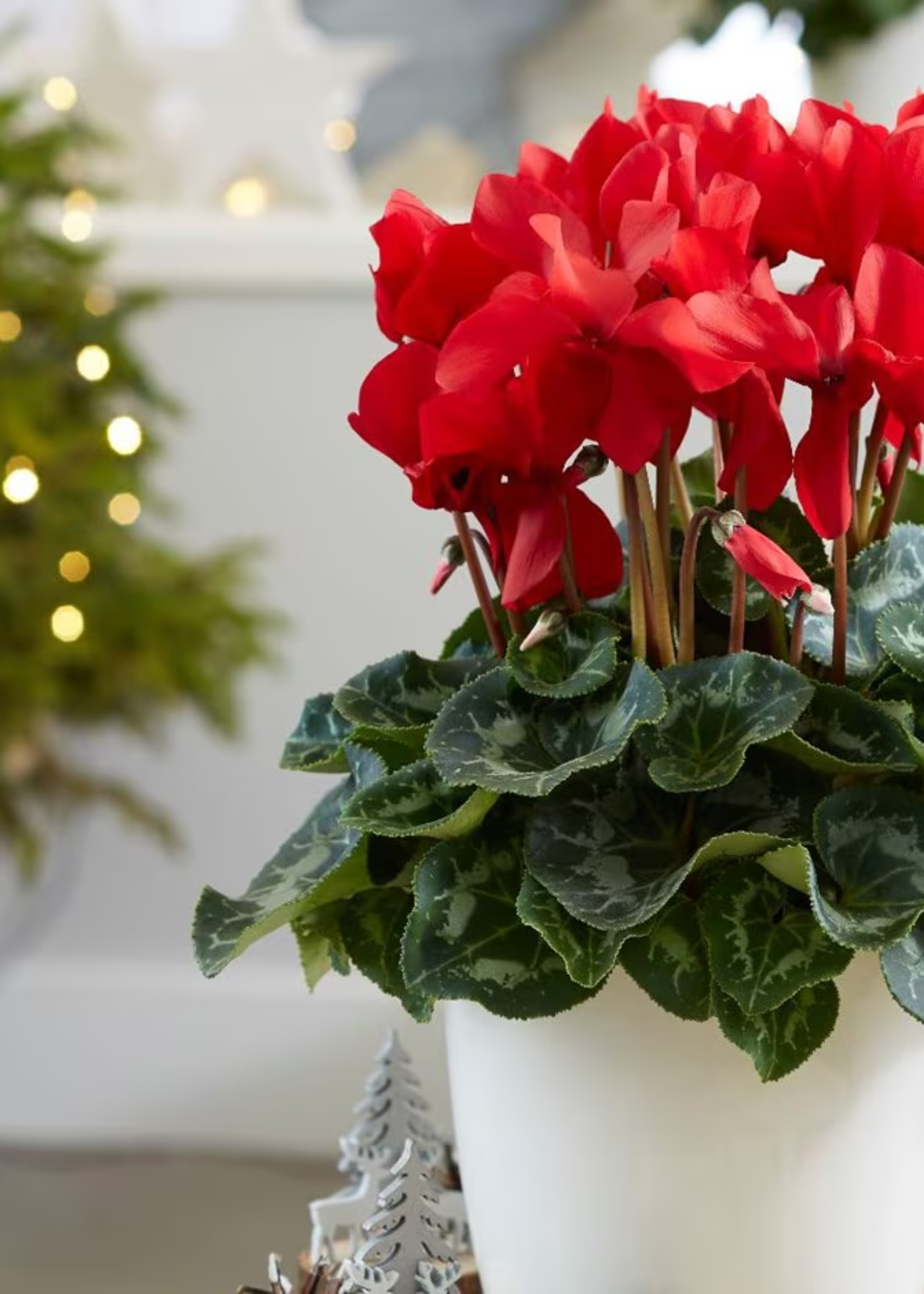 A red cyclamen plant in a white pot
