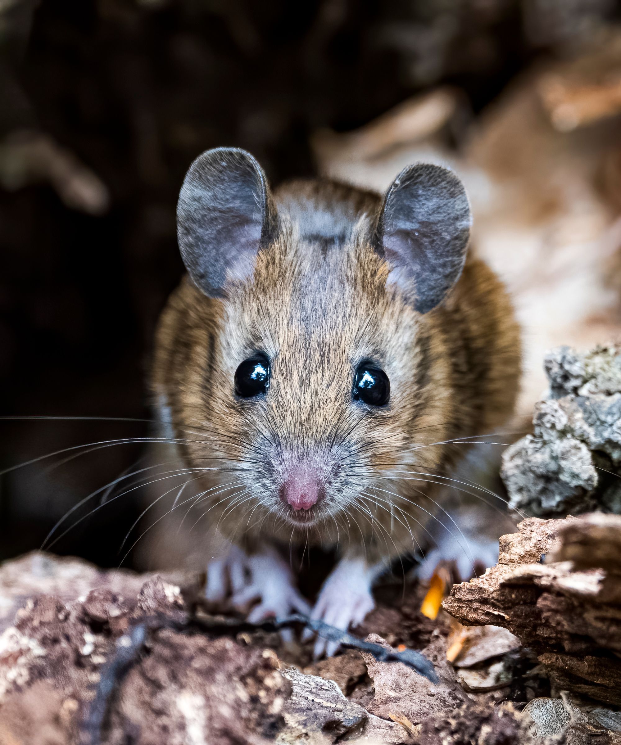 Wood mouse