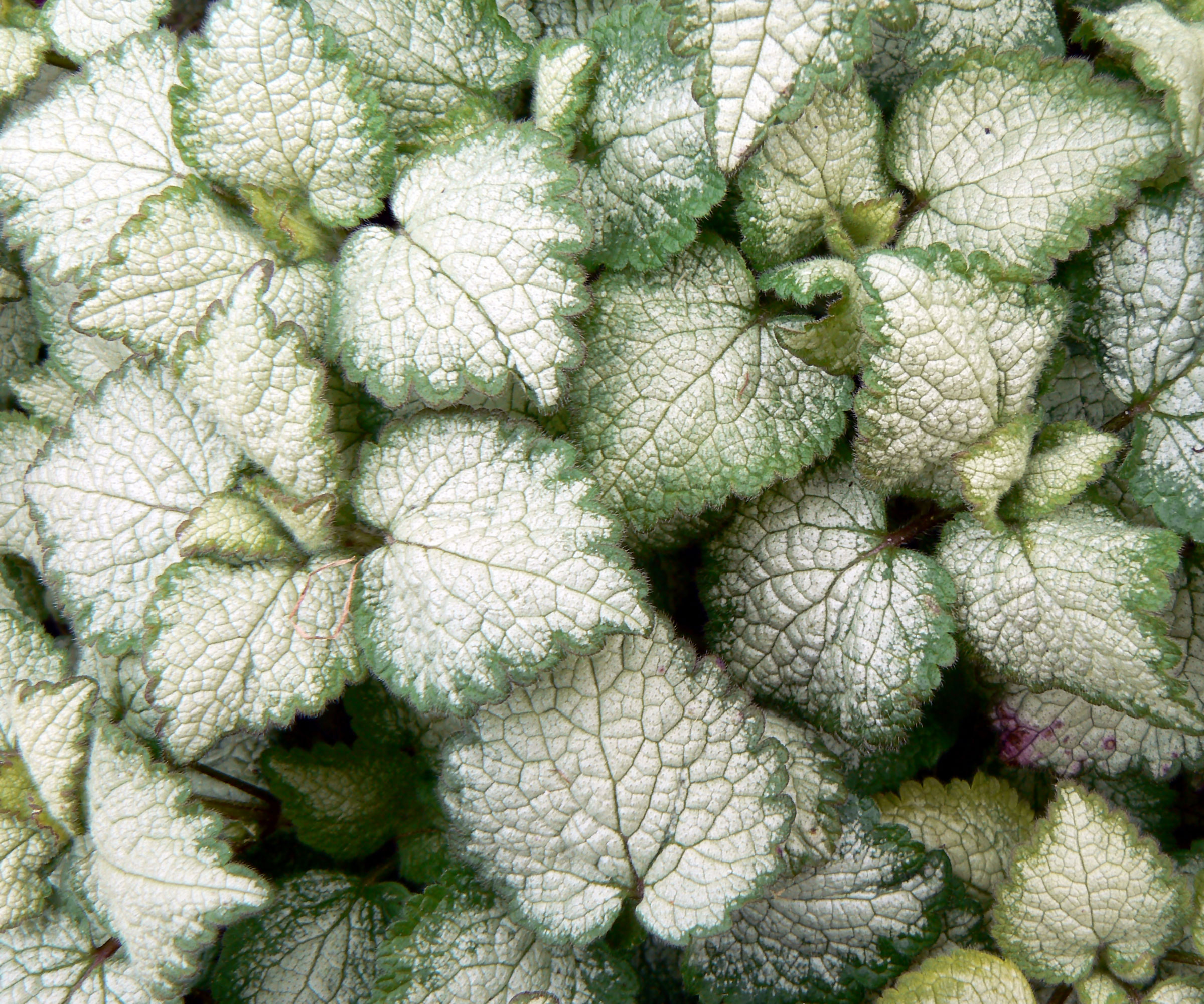 lamium White Nancy with silver white leaves
