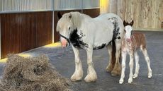 Ada-and-Cole_World-Horse-Welfare.jpg