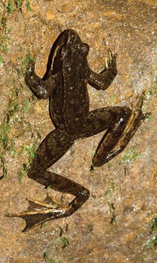 The Iberian frog is the first frog in Western Europe that has been observed living its entire life underground.