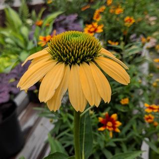 Yellow echinacea or coneflower