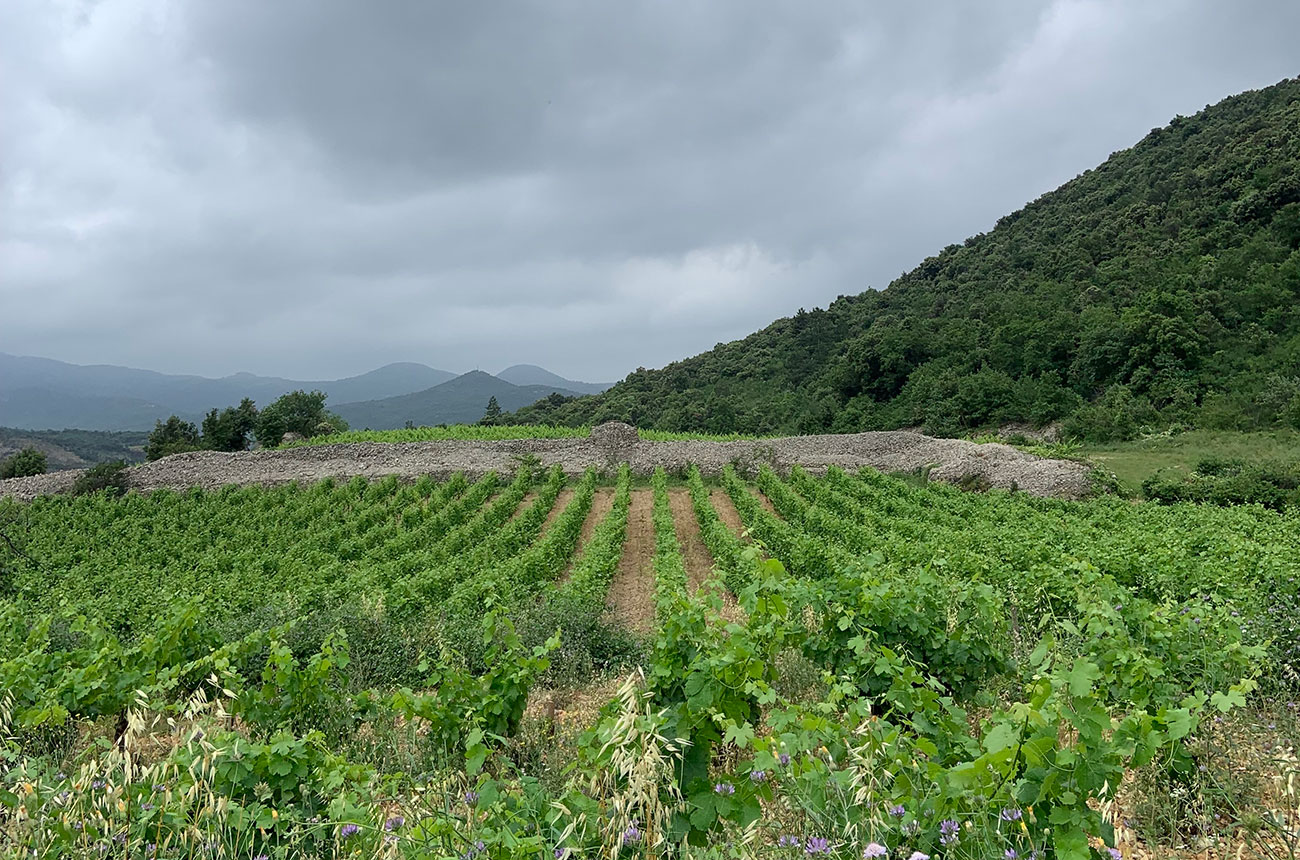 Terrasses du Larzac latest releases