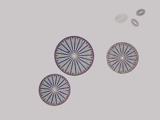 Arachnodiscus, shown at 100x magnification, is a genus of diatom, a type of algae. Some species reach almost 1 millimeter in diameter. The name means 'spider disk' because the radiating spokes and ridges on the face evokes a spider's web.