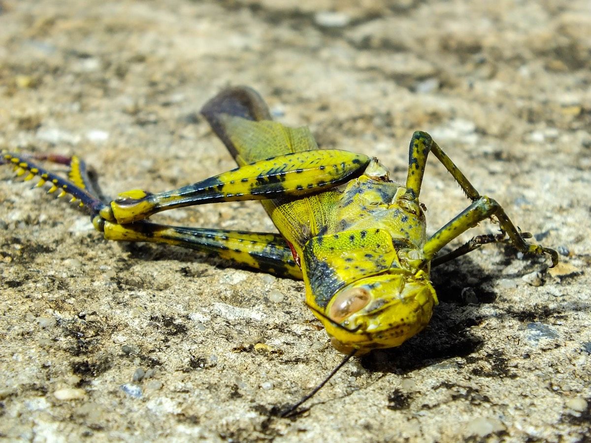 A dead grasshopper.