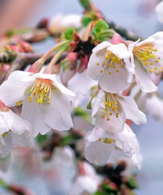 white blossom of a Fuji cherry tree 'Kojo-no-mai'