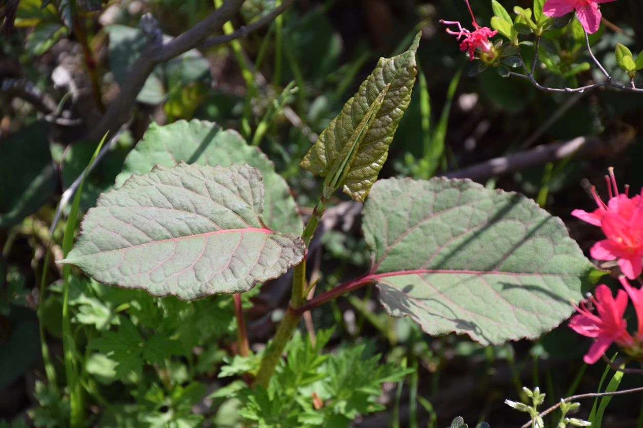 Japanese knotweed