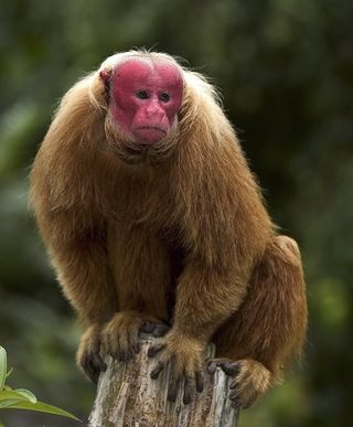 The bald uakari monkey.