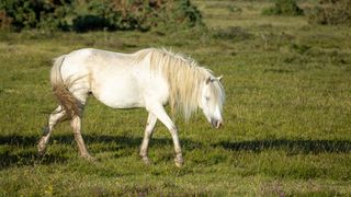 white horse walking through grassy field