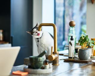 Black and white house cat sitting on kitchen workbench drinking from running brass faucet fixture
