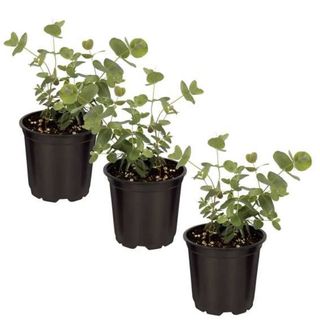 Deep Roots Live Aromatic Herb Eucalyptus (4 Plants Per Pack)