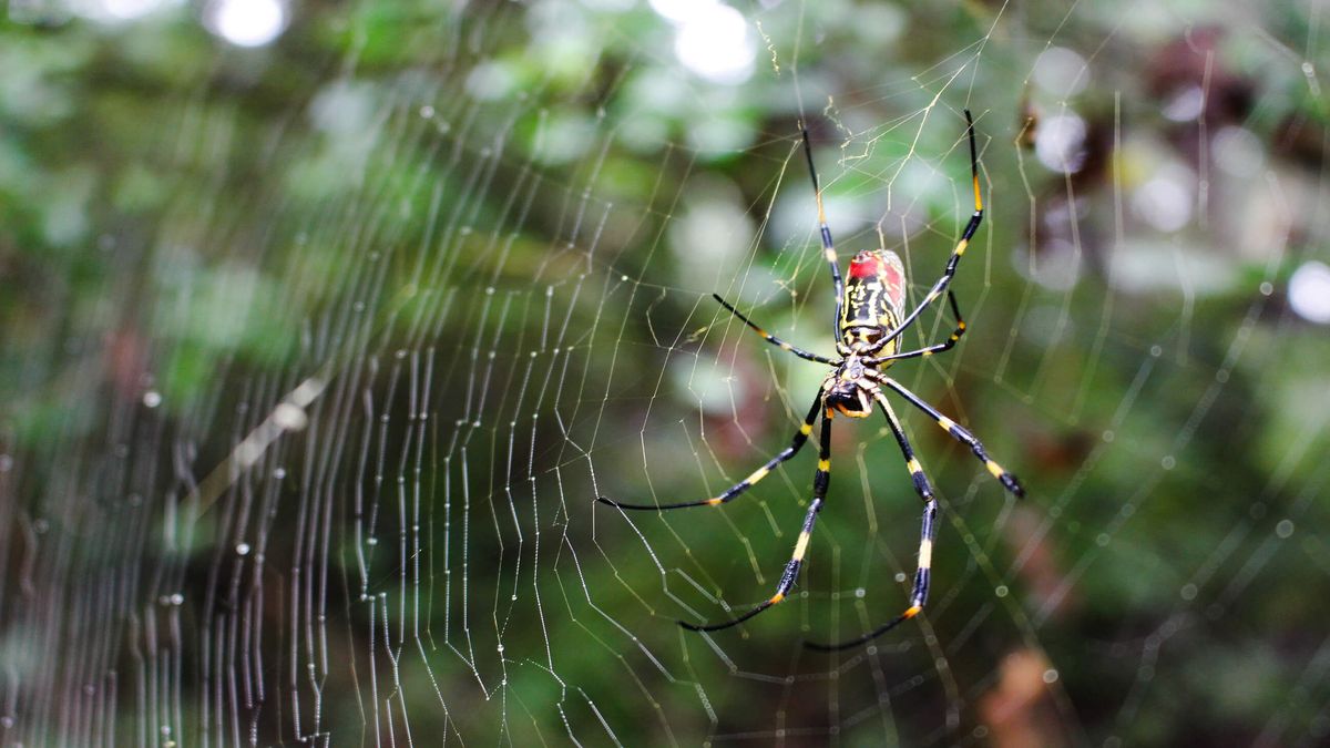 Millions of palm-sized, flying spiders could invade the East Coast, scientists s..