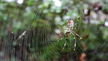 The invasive species is harmless to people, but as an invasive species their impact on the local ecology still needs to be studied.