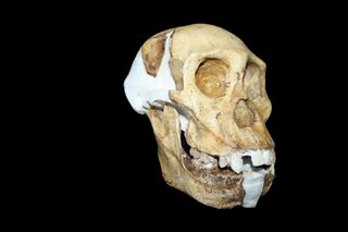 the skull of australopithecus sediba